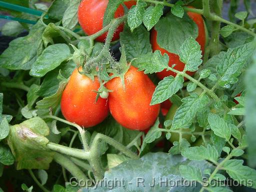 Tomato Roma_2 